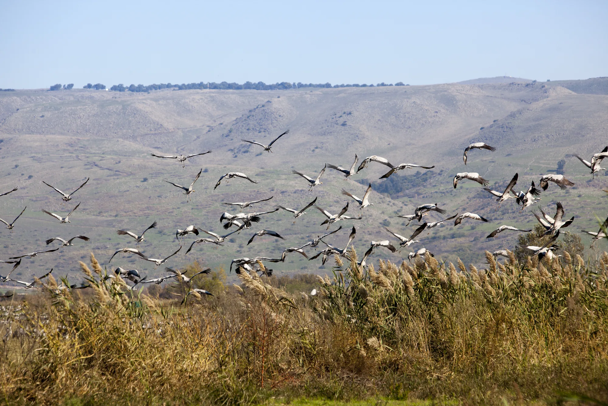 Cranes taking off in the Hula Valley