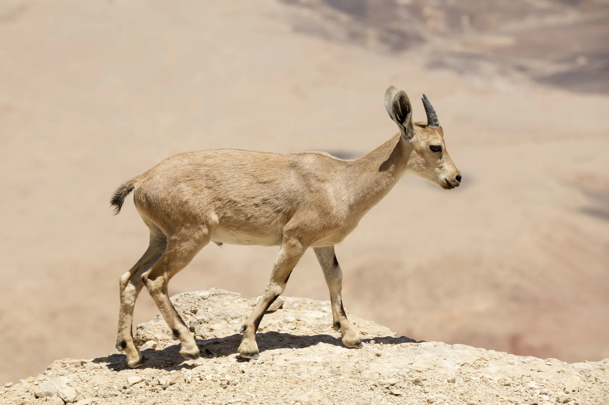 Nubian ibex at the rim of Makhtesh Ramon